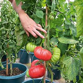 Tomato Crimson Blush F1 (Indeterminate) - Seeds