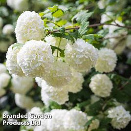 Viburnum opulus Roseum