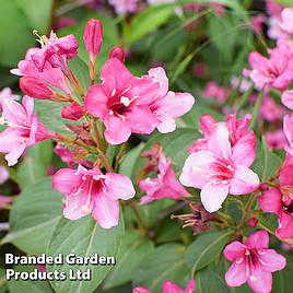 Weigela florida Korea