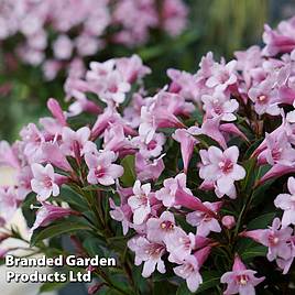 Weigela florida Pink Poppet