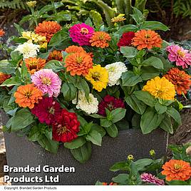 Zinnia Zesty