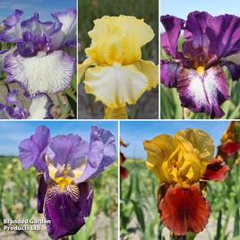 Iris Reblooming Autumn Collection