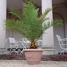 Phoenix Palm