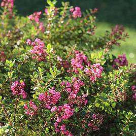 Escallonia Red Dream