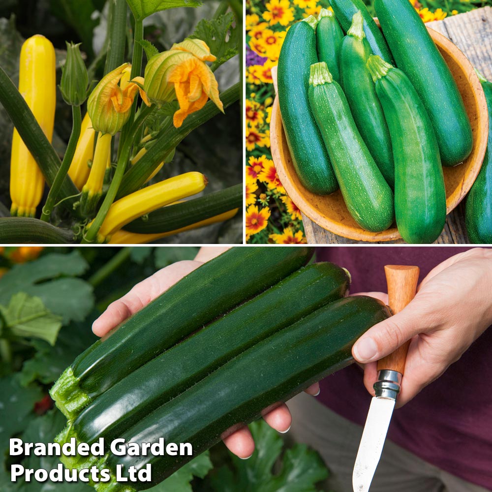 Courgette Collection image