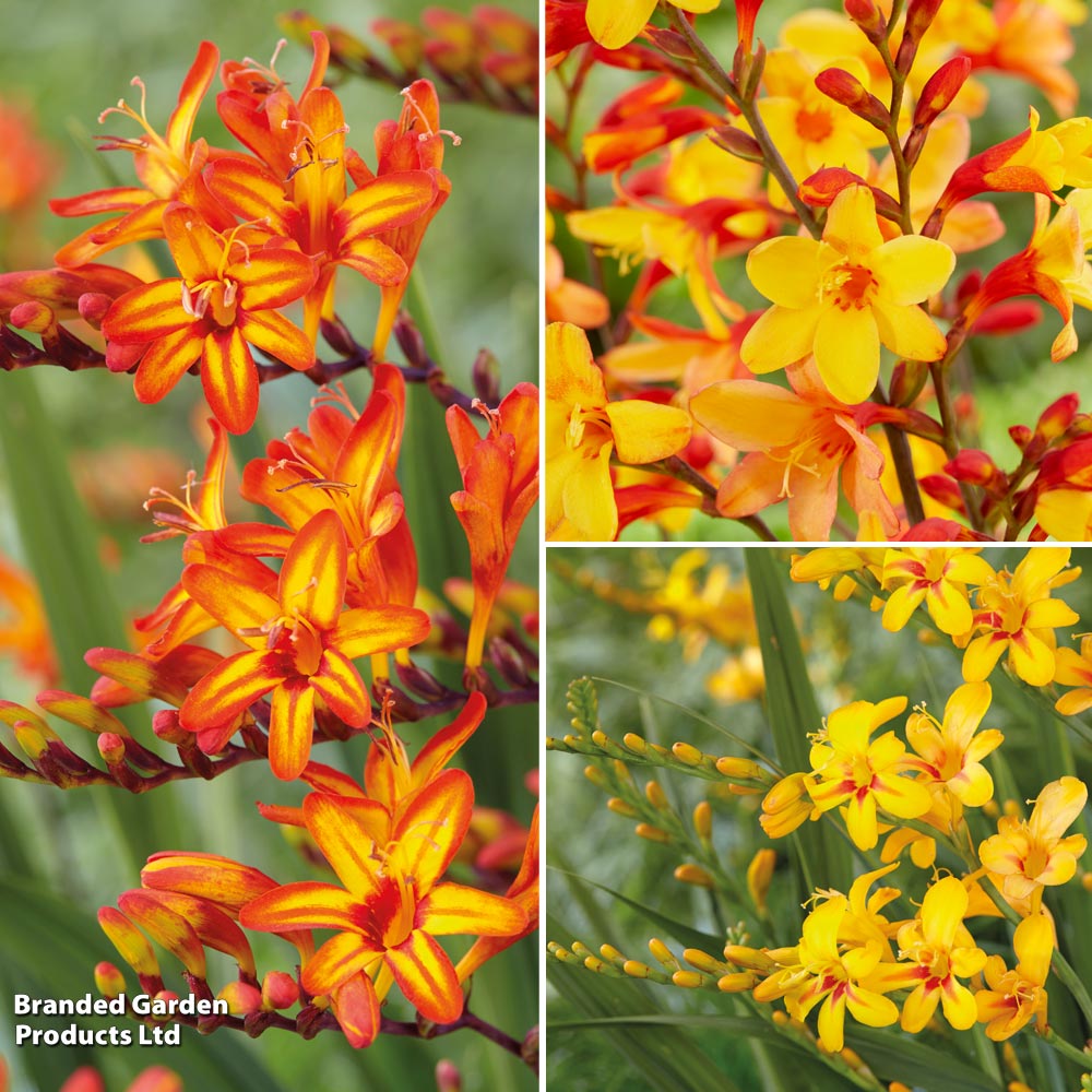 Crocosmia Collection image