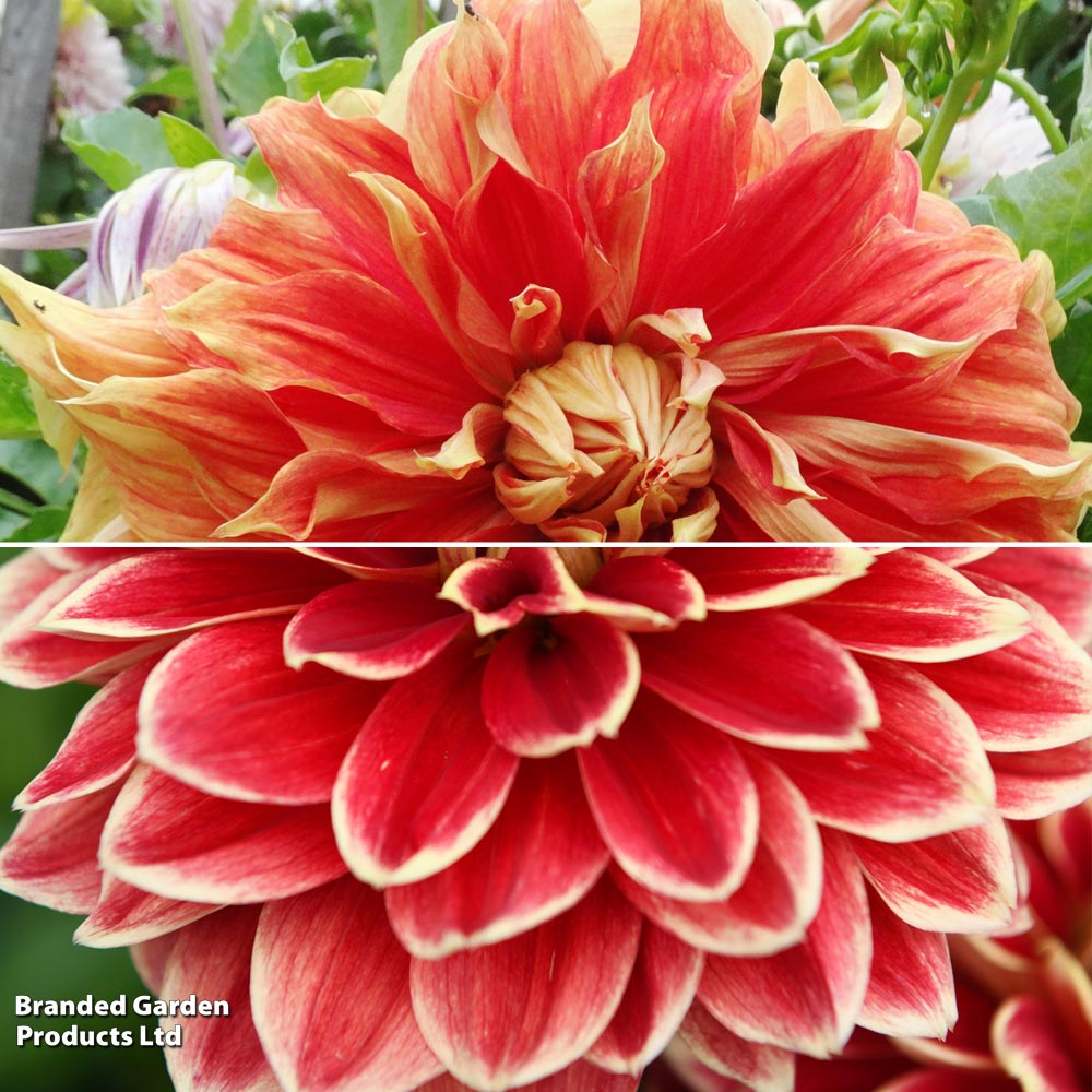 Dahlia Dinner Plate Duo image