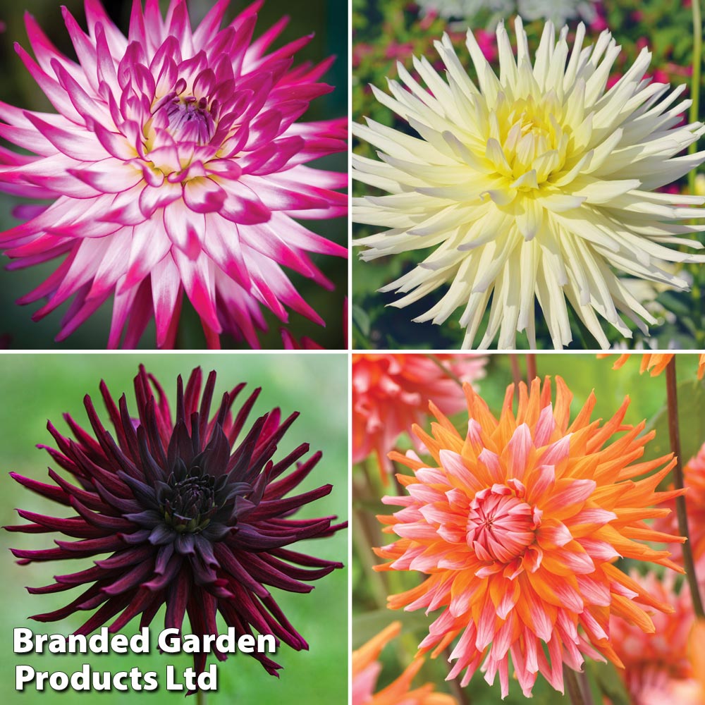 Dahlia 'Cactus Collection' image