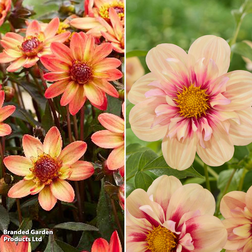 Dahlia 'Patio Duo' image