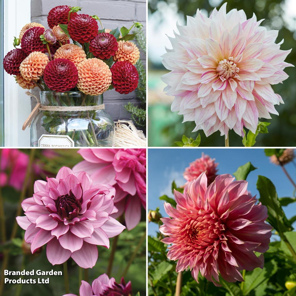 Dahlia Garden Pack image