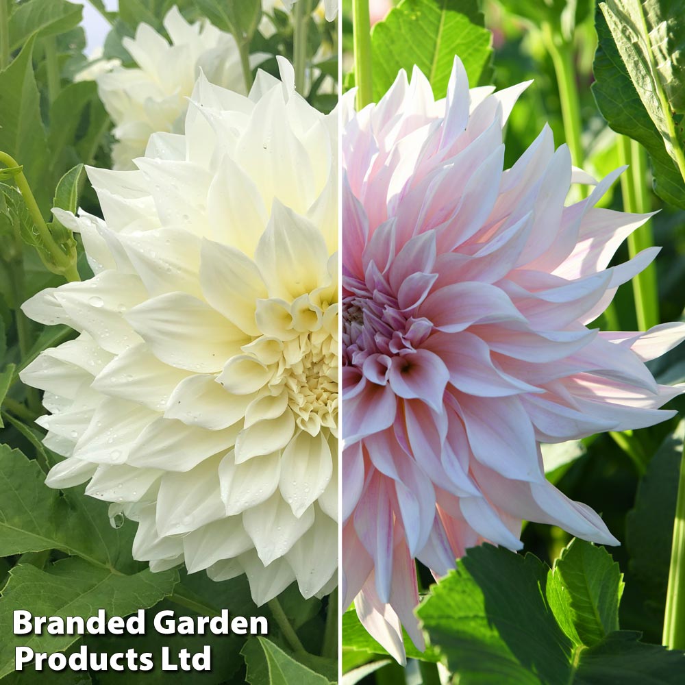 Dahlia 'Café Au Lait Collection' image