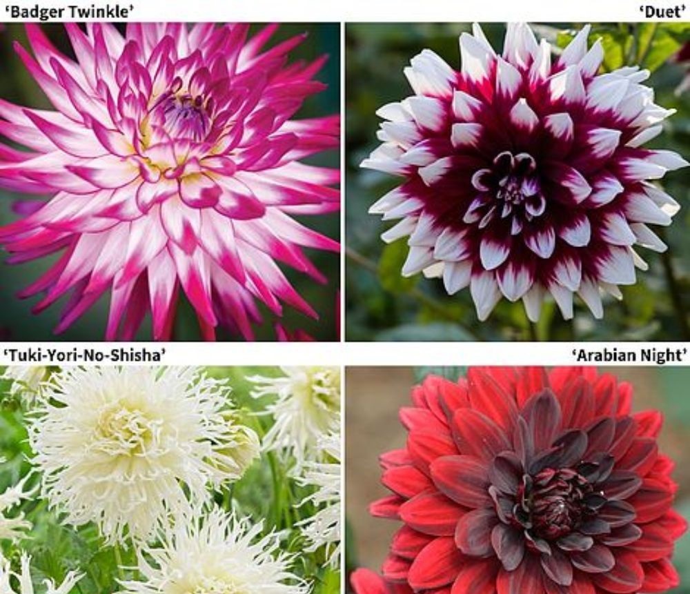 Dahlia 'Delightful Collection' image