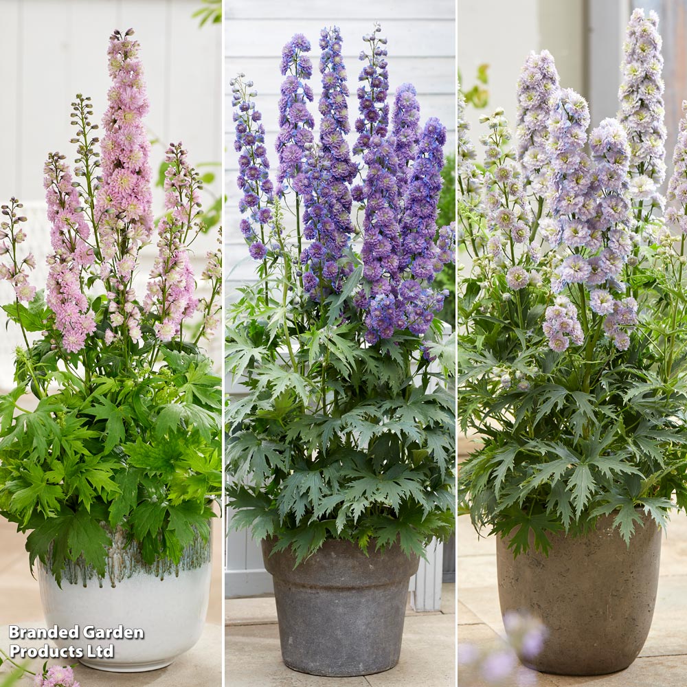 Delphinium elatum 'Highlander Sensation Collection' image