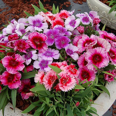 Dianthus chinensis 'Coronet Mixed' image