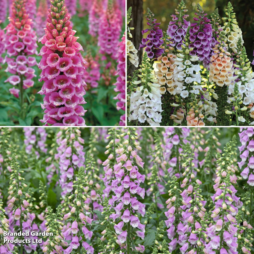 Foxglove Collection image