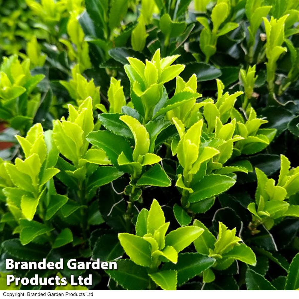 Euonymus japonicus 'Green Spire' image