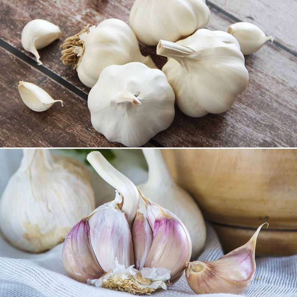 Garlic Autumn Duo image