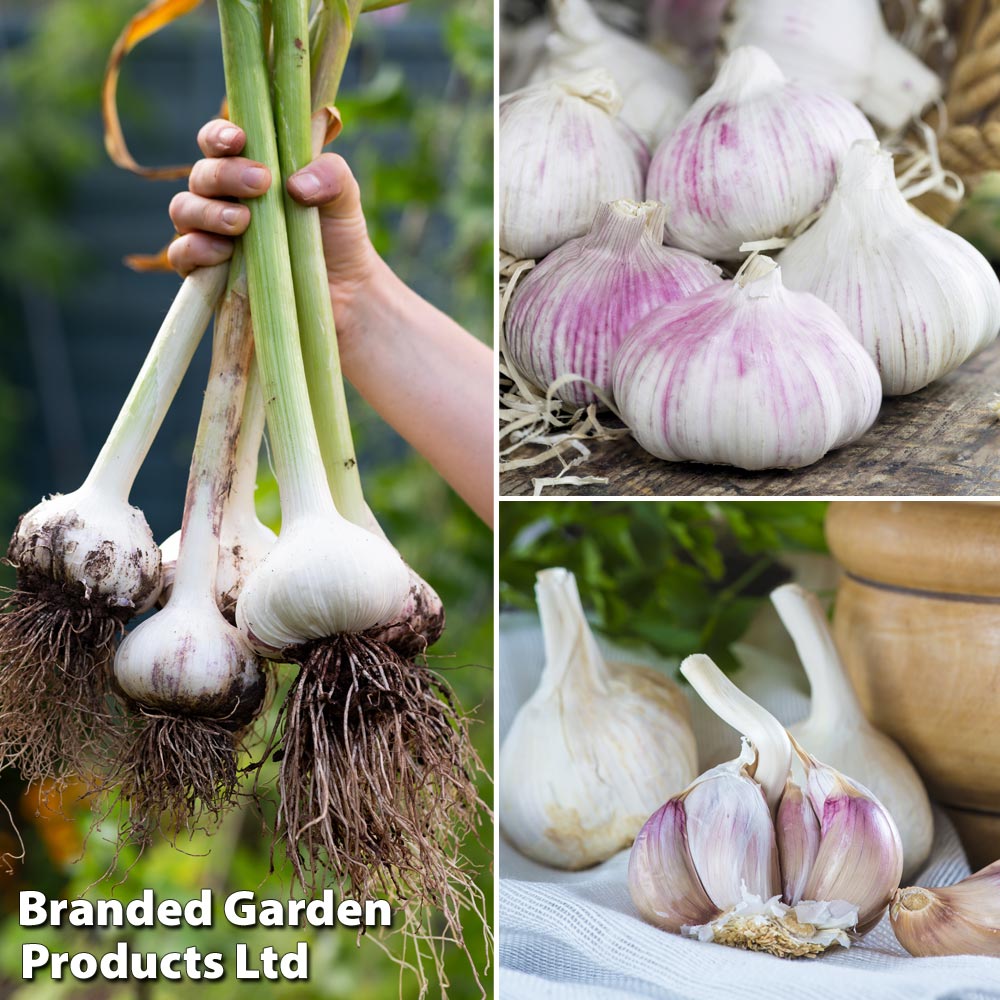 Garlic Trio Collection image