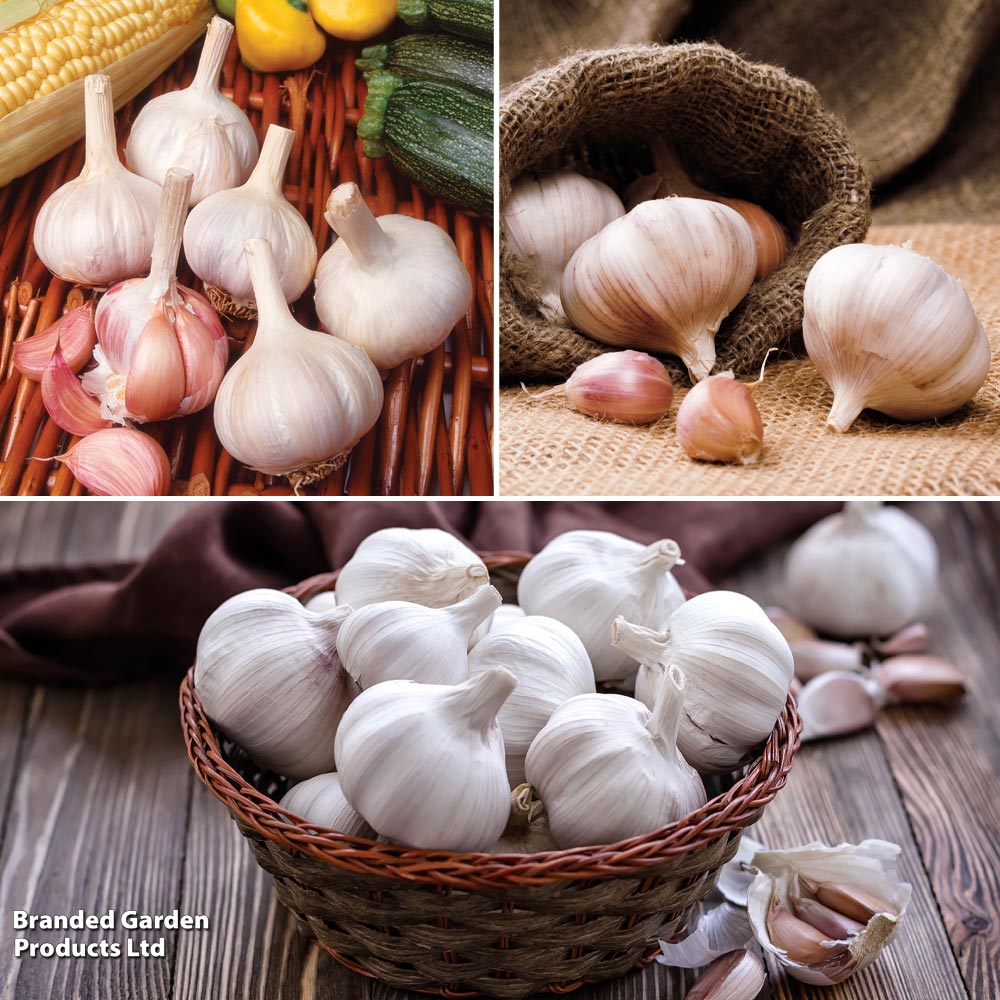 Garlic Lovers Collection (Spring Planting) image