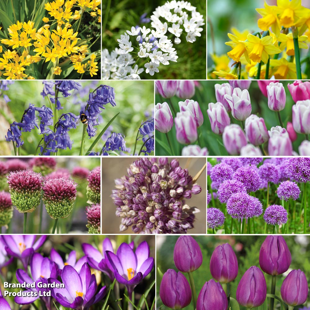 180 Spring Flowering Bulb Collection image