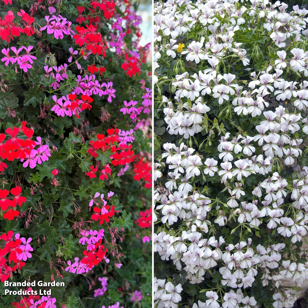 Geranium peltatum Trio image