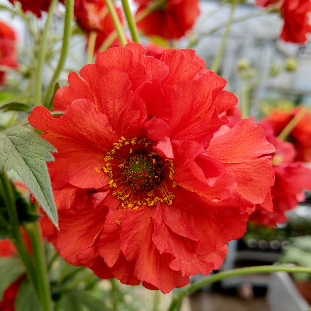 Geum 'Samba Sunset' image