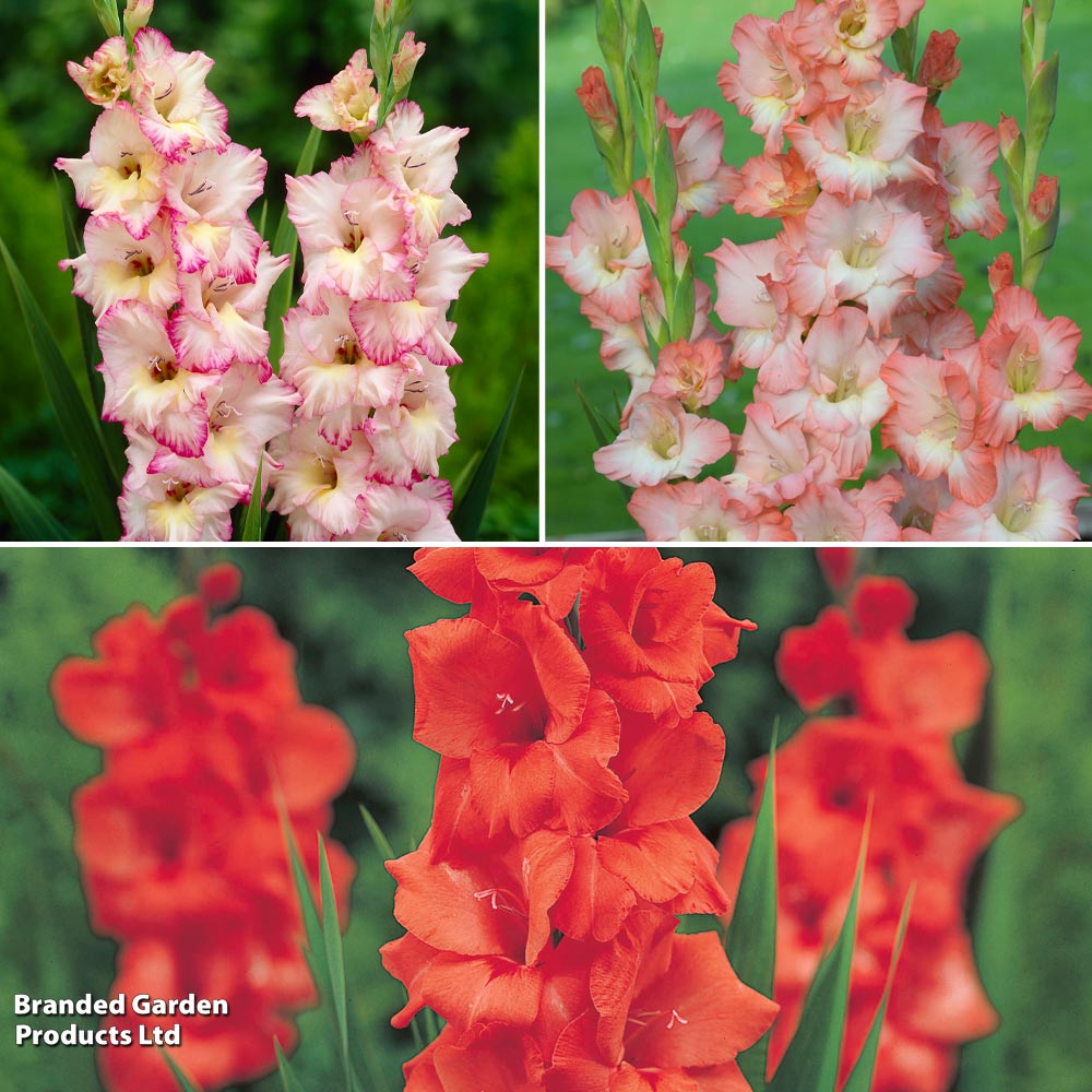 Gladioli Super Saver Collection image