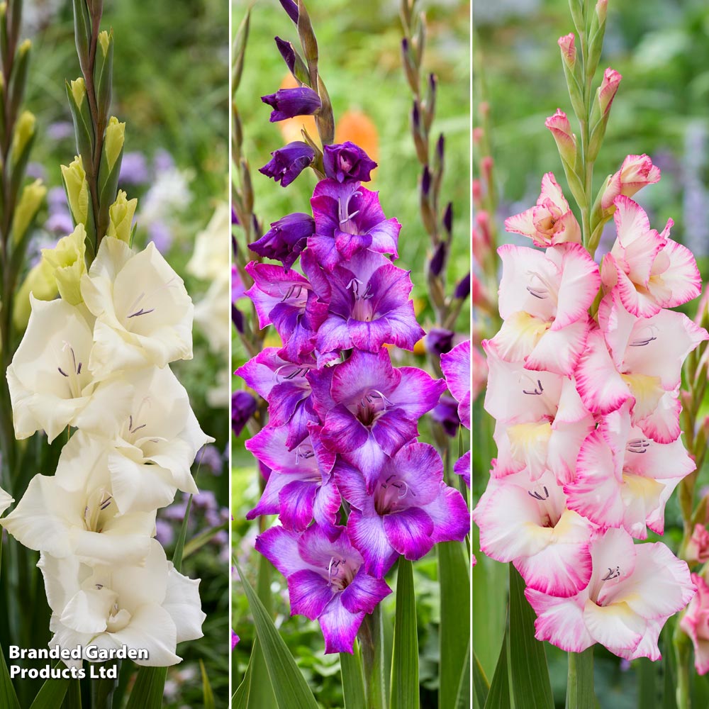 Gladioli 'Gladdies Trio' image