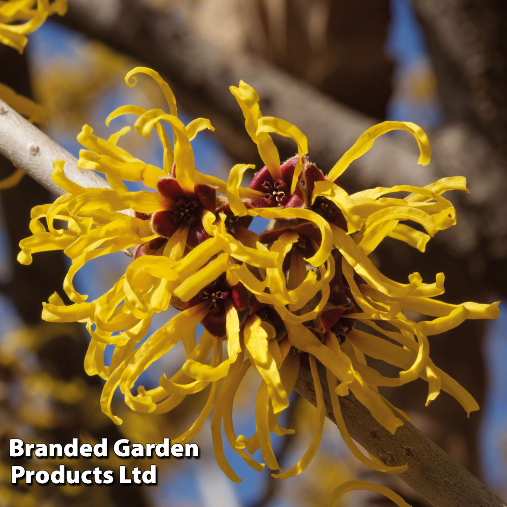 Hamamelis x intermedia 'Pallida' image