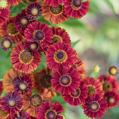 Helenium autumnale 'Red Shades' image