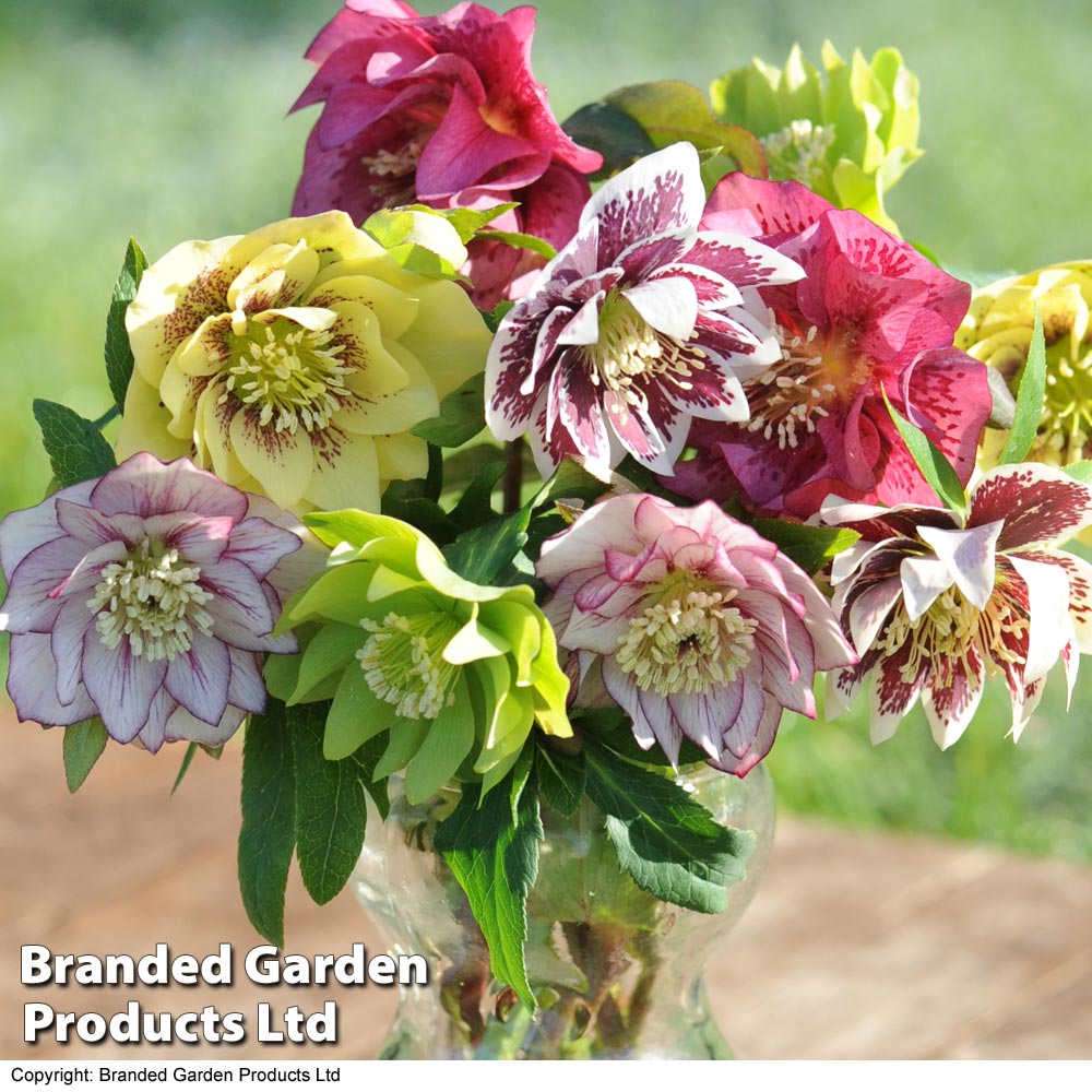 Hellebore 'Breeder's Mix' image