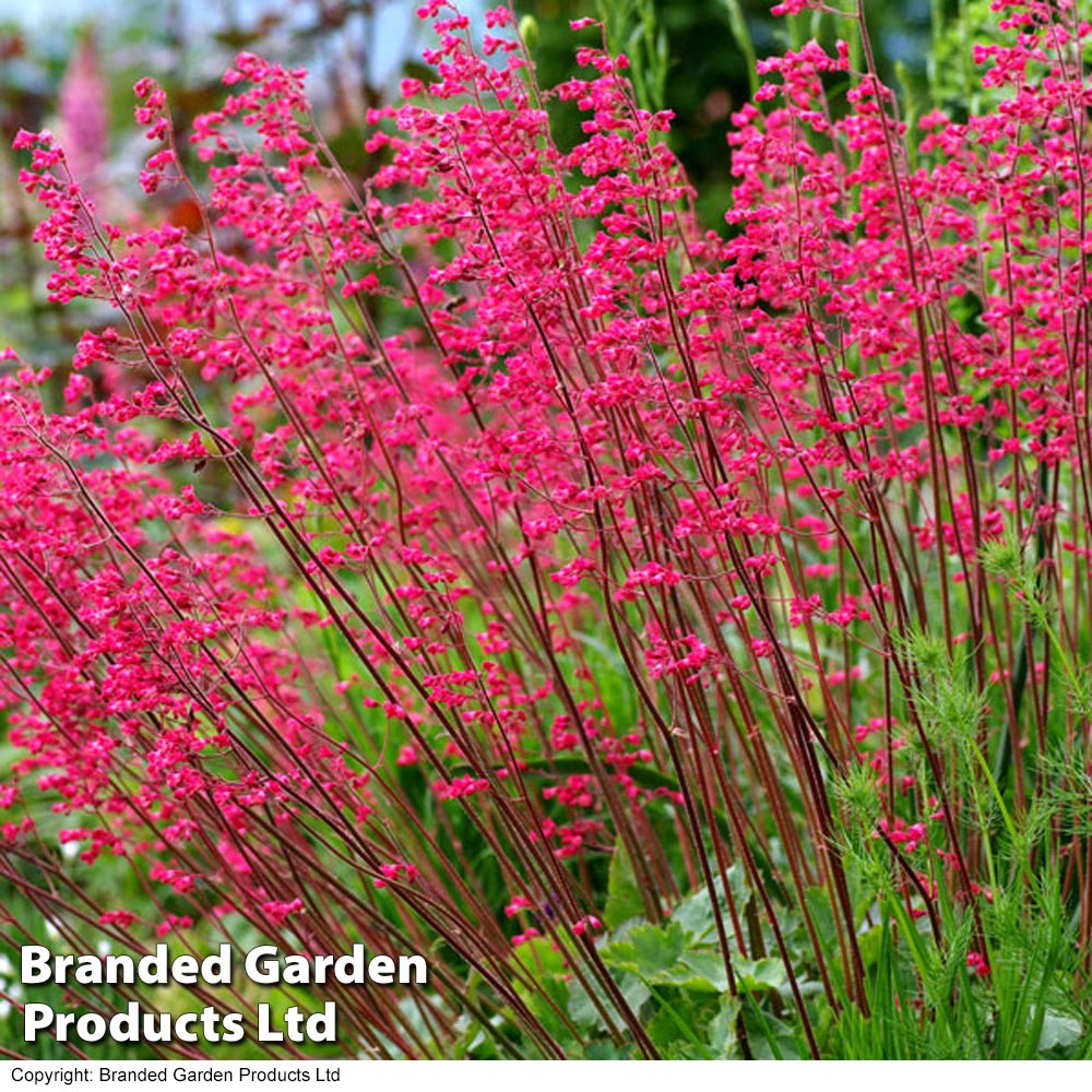 Heuchera 'Paris' image