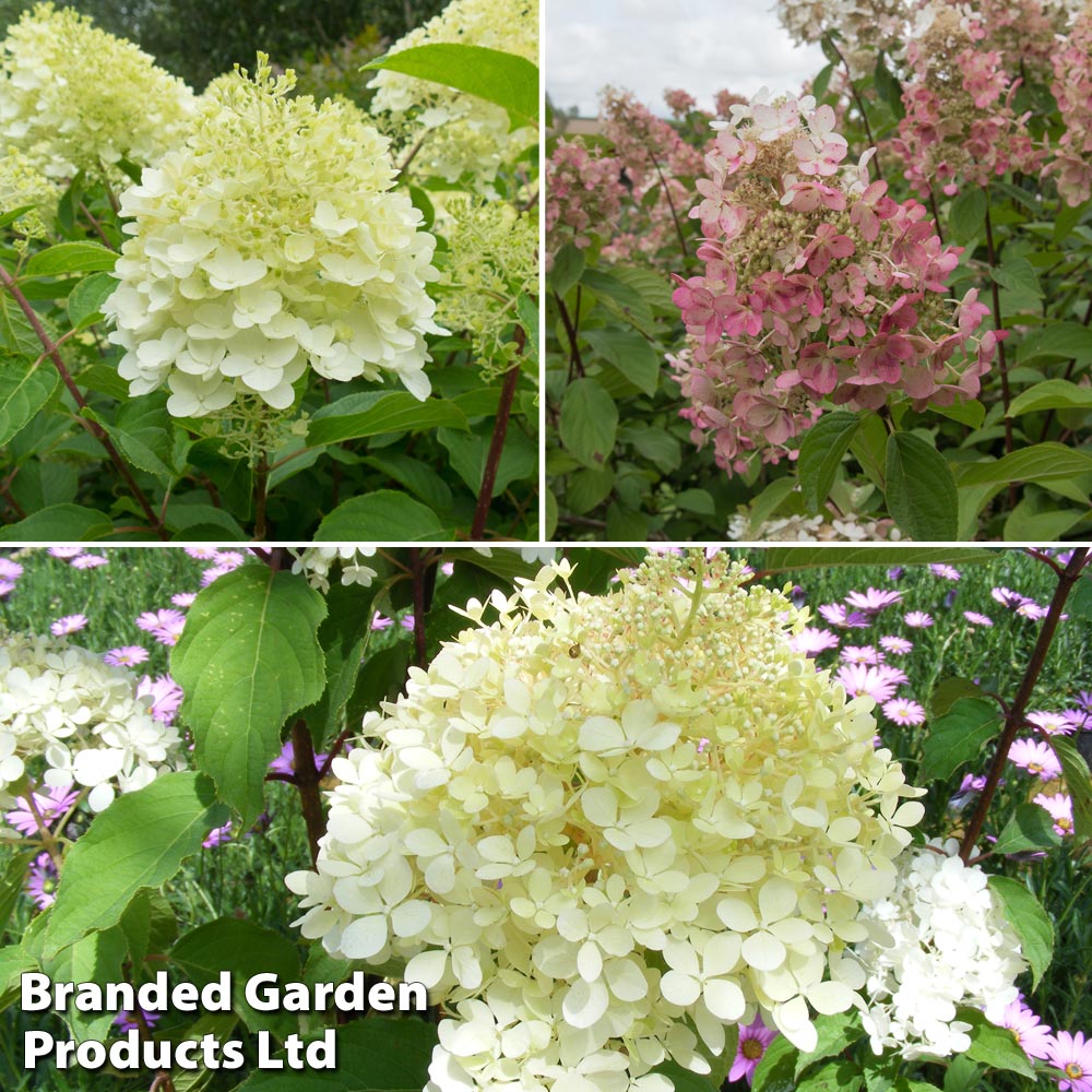 Hydrangea paniculata Collection image