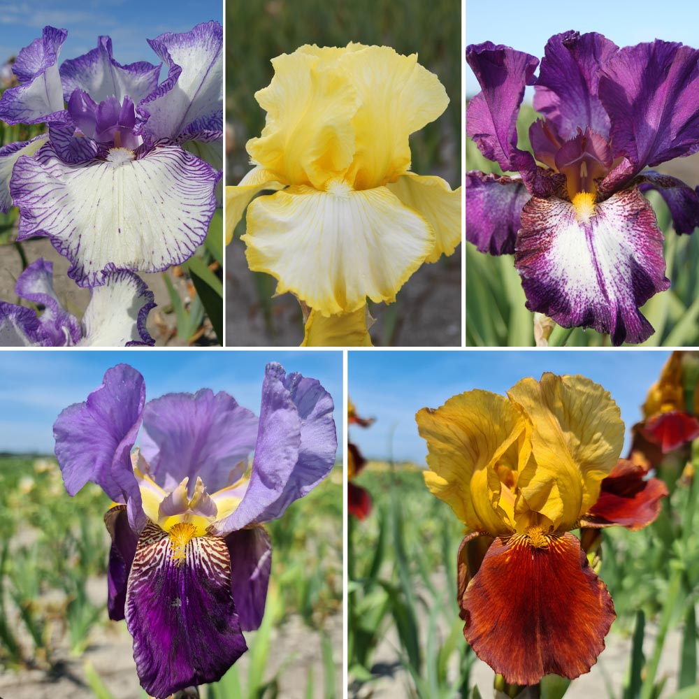 Iris Reblooming Autumn Collection image