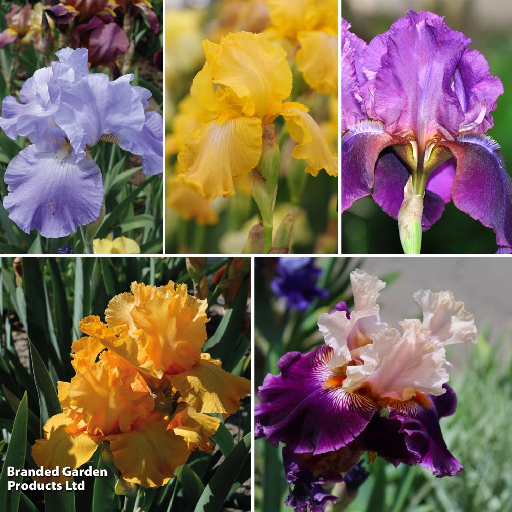 Iris 'Re-Blooming Collection' image