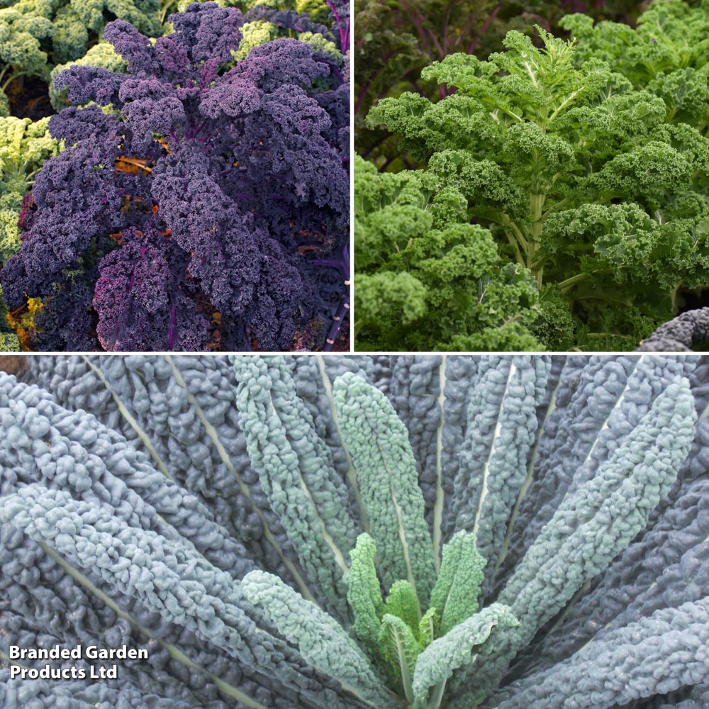 Kale Mixed Collection image