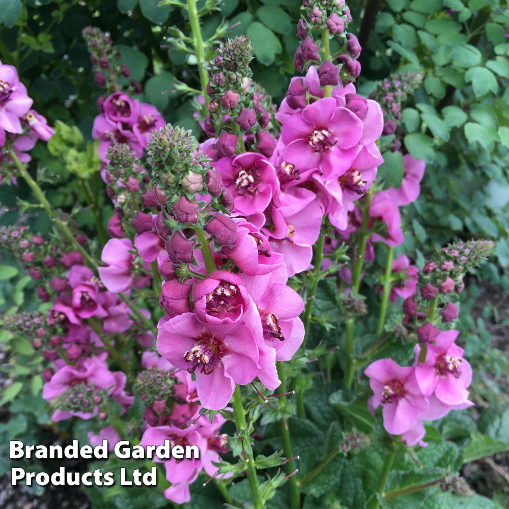 Verbascum 'Lavender Lass' image