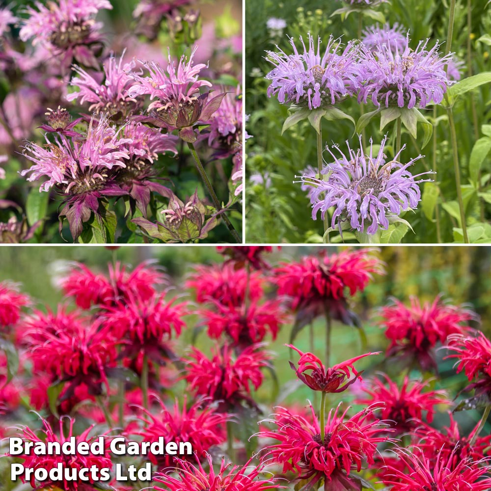 Monarda didyma image