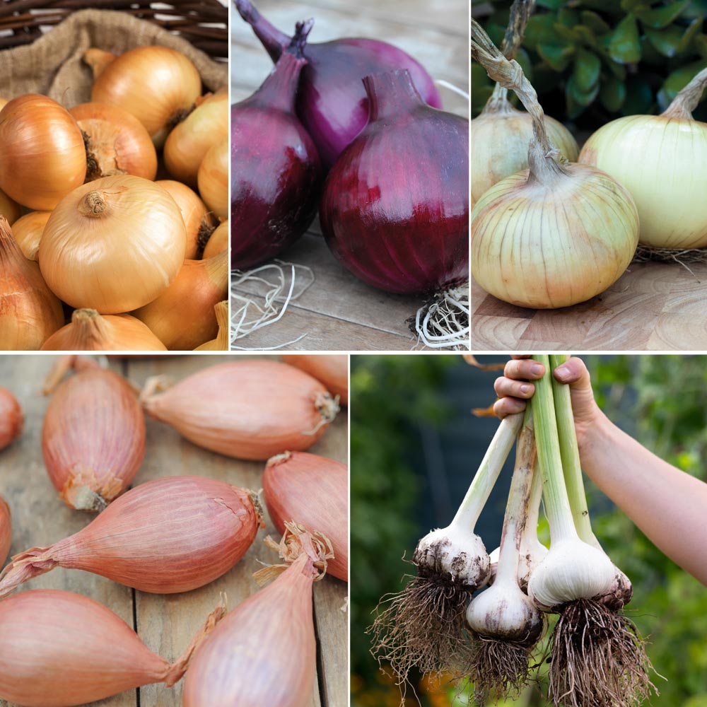 Bumper Autumn Planting Onion/Garlic/Shallot image