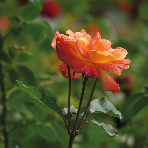 Rose 'Climbing Masquerade'