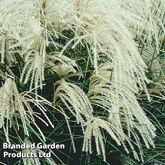 Miscanthus sinensis 'Kleine Silberspinne'