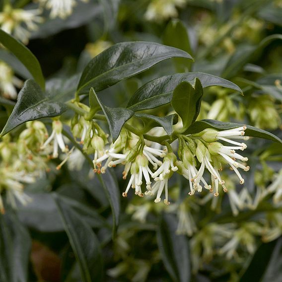 Sarcococca confusa