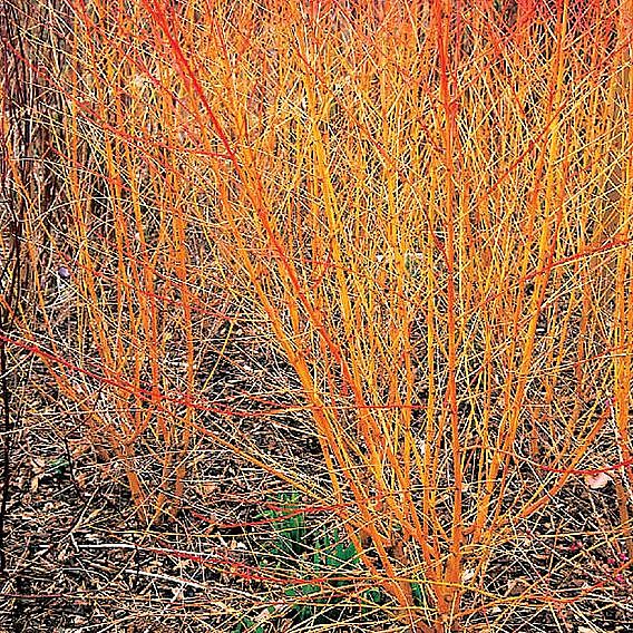 Cornus sanguinea 'Winter Flame'