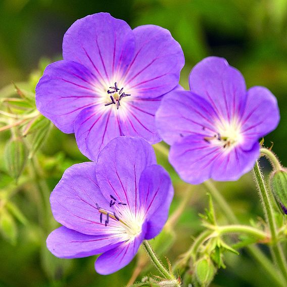 Geranium 'Brookside'