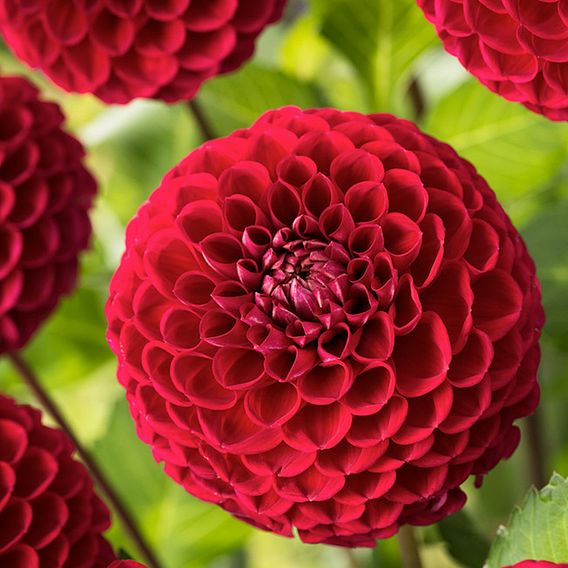 Dahlia 'Cornel'