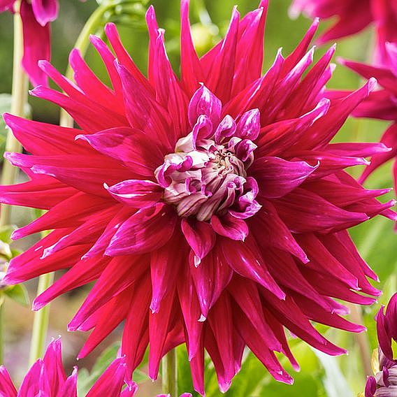 Dahlia 'Dinner Plate' Quintet