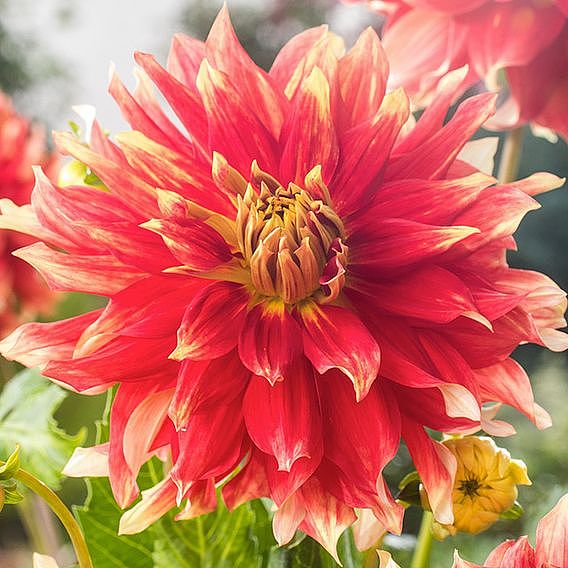 Dahlia 'Dinner Plate' Quintet