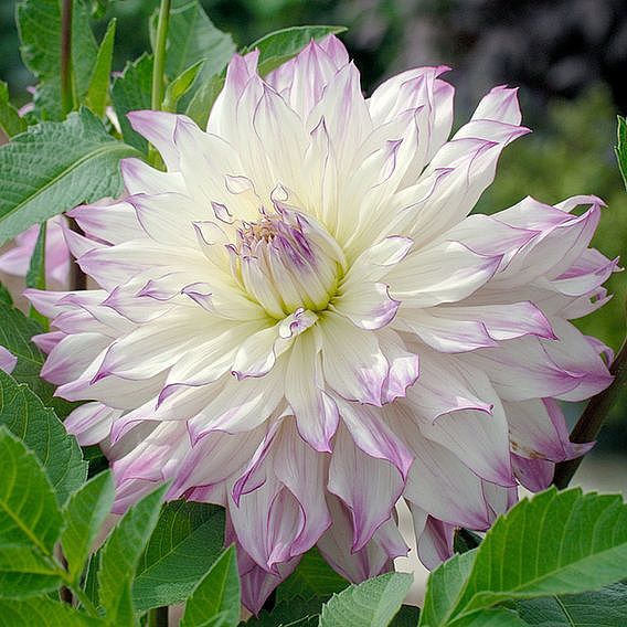 Dahlia 'Dinner Plate' Quintet