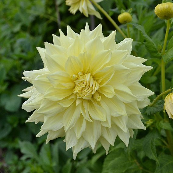 Dahlia 'Wanda's Capella'