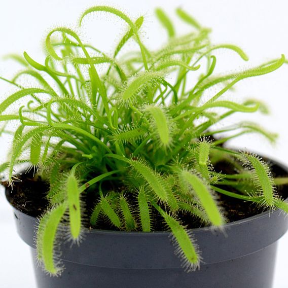 Drosera capensis